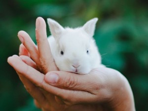 l-The-white-rabbit
