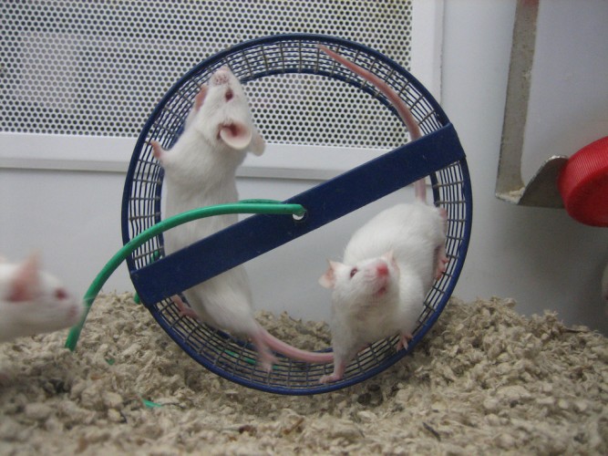 mice (1)