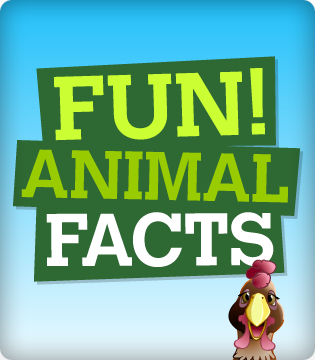 page_preview-omd_fun_animal_facts