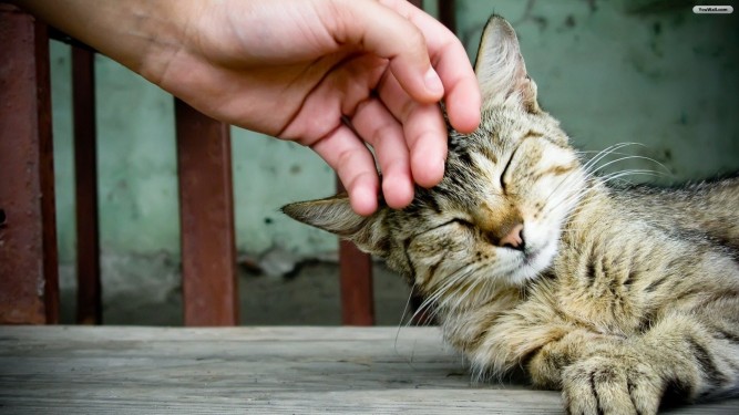 petting-cat