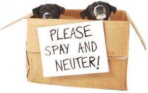 please_spay_and_neuter_puppies_in_box