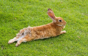 rabbit-stretched-out
