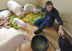 residential-pigs2-4_3