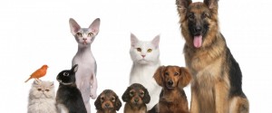 small-pets-homecare-veterinary-960x400