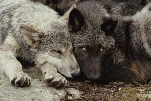 twenty-week-old-gray-wolf-pups-canis-jim-and-jamie-dutcher
