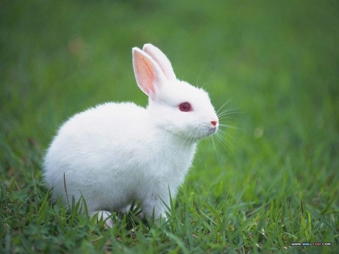 [wallcoo_com]_Lovely_rabbit_Picture_da033008s