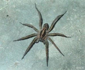 WOLF SPIDERS ARE VERY SMALL(LESS THAN 1 INCHES) 