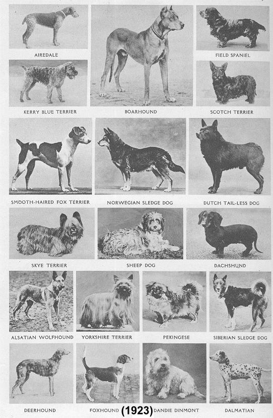 1923dogs-4