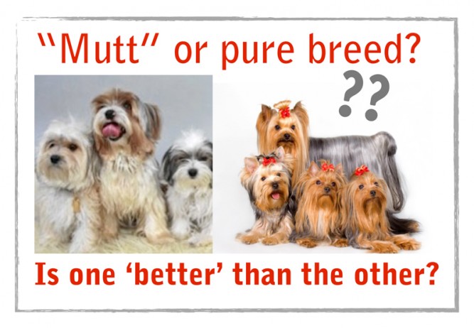 mutt-or-pure-breed