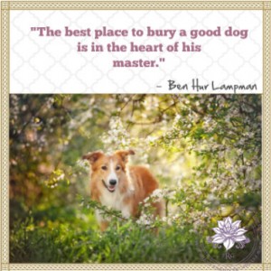 pet-loss-quotesloss-of-pet-quotes-gswpaow1