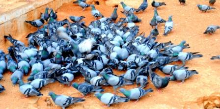 100_Pigeons