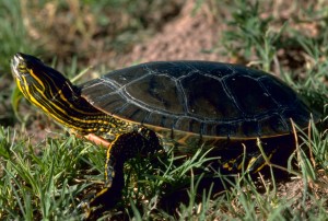 A4_Western_painted_turtle