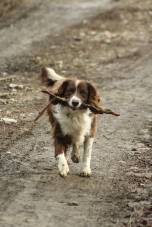 Pet_dog_fetching_sticks_in_Wales-3April2010_(1)