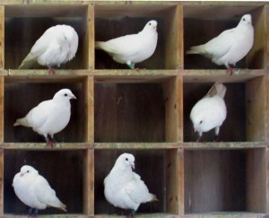Pigeons-in-holes