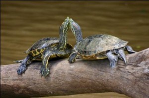 Turtles_Costa_Rica