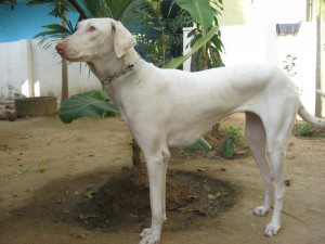 rajapalyam-dog-2