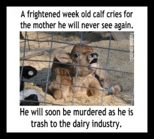 6-calves-trash-to-the-dairy-industry