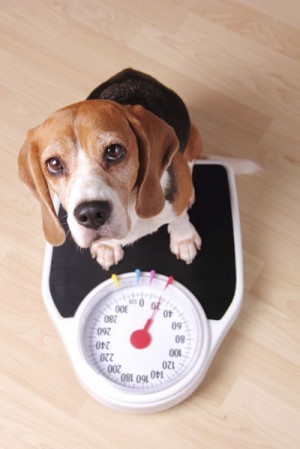 Canine-Weight-Loss