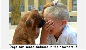 Dogs,sadness