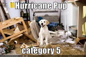 HurricanePup