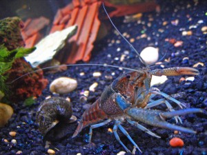Pet-crayfish-(Clippy-II)-in-freshwater-aquarium-with-apple-snail