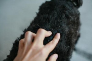 dog-with-dandrufftype-skin-condition-itching-and-odor-21580312