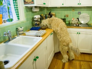 dogs-will-sneakily-eat-your-food_64309_990x742