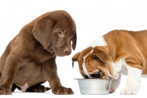 labrador retriever puppy looking at an English Bulldog eating from a dog bowl, isolated on white