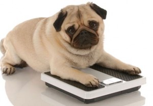 obese-dog-on-scales
